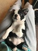 Small Photo #15 Boston Terrier Puppy For Sale in COLUMBIAVILLE, MI, USA