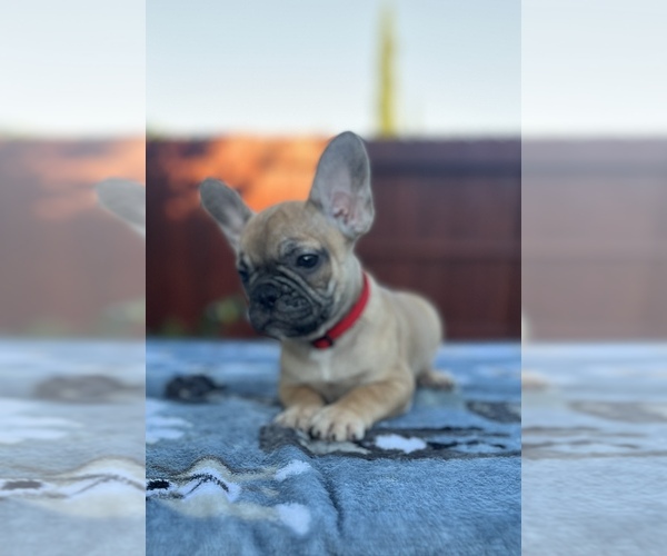 Medium Photo #4 French Bulldog Puppy For Sale in SACRAMENTO, CA, USA