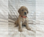 Small Photo #30 Golden Retriever Puppy For Sale in IRWIN, PA, USA