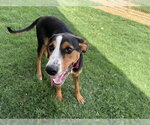 Small Treeing Walker Coonhound Mix