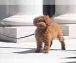 Small Photo #9 Goldendoodle-Unknown Mix Puppy For Sale in FULLERTON, CA, USA