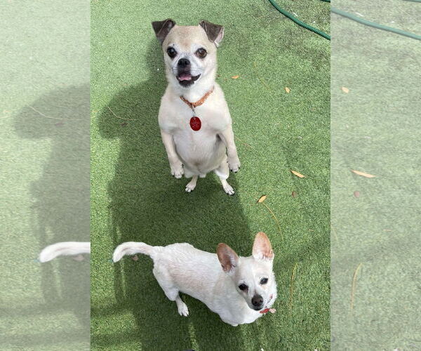 Medium Photo #5 Chihuahua-Unknown Mix Puppy For Sale in Tempe , AZ, USA