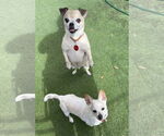 Small #4 Chihuahua Mix