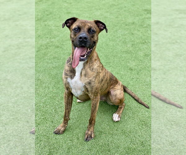 Medium Photo #8 Boxer-Unknown Mix Puppy For Sale in Austin, TX, USA