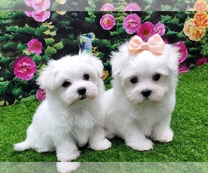 Maltese Puppy for Sale in MONTGOMERY, Indiana USA