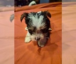 Puppy Puppy 1 Biewer Yorkie