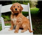 Small Photo #8 Goldendoodle Puppy For Sale in ASHFORD, WA, USA