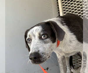 Pointer Dogs for adoption in Bakersfield, CA, USA