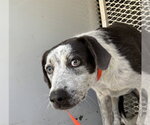 *TESLA - Male Pointer Dog for Adoption - Small photo