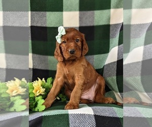 Irish Setter Puppy for sale in BIRD IN HAND, PA, USA