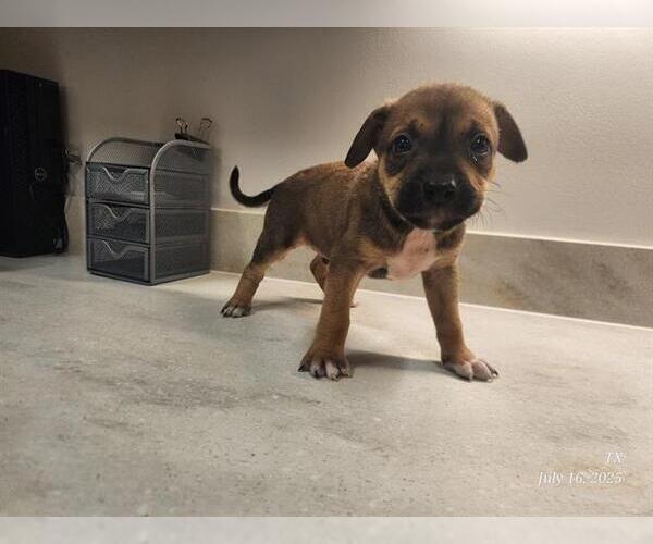 Medium Photo #1 American Pit Bull Terrier Puppy For Sale in Baytown, TX, USA