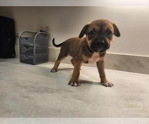 American Pit Bull Terrier Dogs for adoption in Baytown, TX, USA