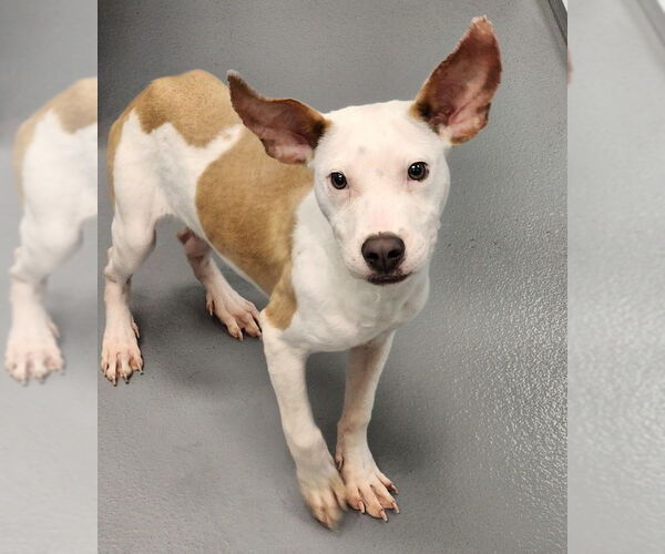 Medium Photo #1 Mutt Puppy For Sale in Hilton Head, SC, USA