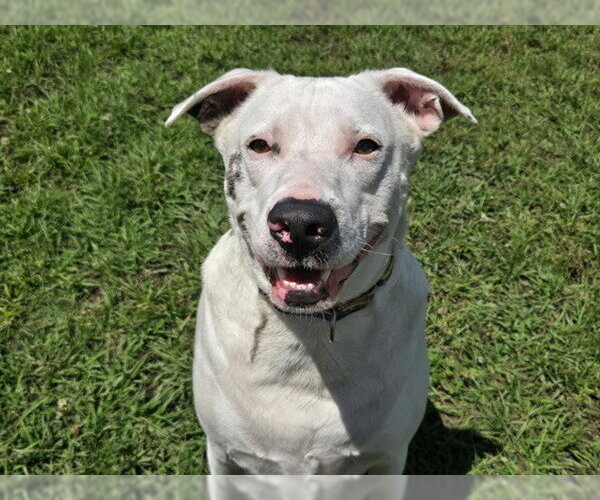Medium Photo #1 Labrador Retriever-Unknown Mix Puppy For Sale in Ocala, FL, USA