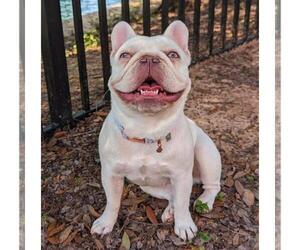 Mother of the French Bulldog puppies born on 05/24/2025
