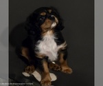 Small #4 Cavalier King Charles Spaniel