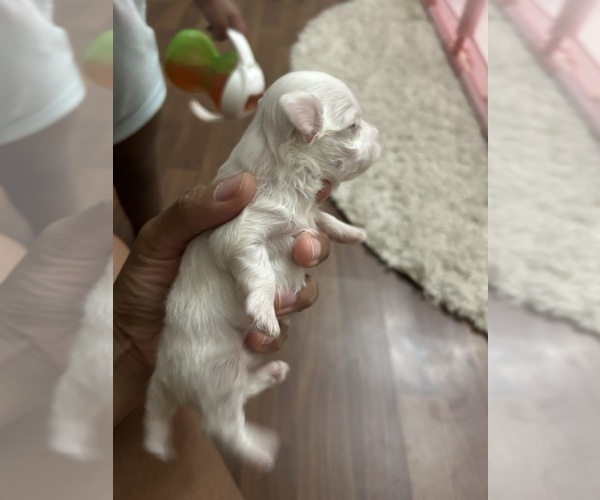 Medium Photo #2 Maltese Puppy For Sale in TERRY, MS, USA