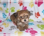 Small #6 Morkie