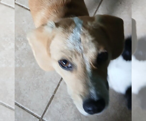Medium Photo #4 Beagle-Unknown Mix Puppy For Sale in Newfoundland, PA, USA