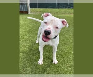 American Bulldog-Unknown Mix Dogs for adoption in Naples, FL, USA