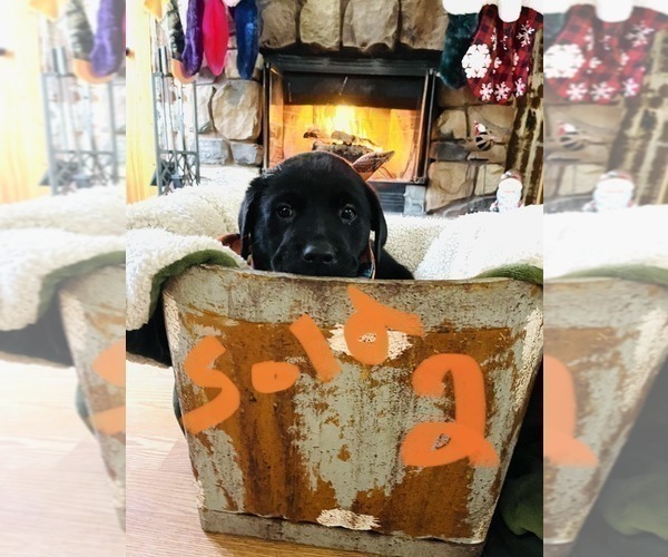 Medium Photo #3 Labrador Retriever Puppy For Sale in LINDEN, MI, USA