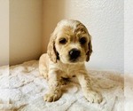 Small #4 Cocker Spaniel