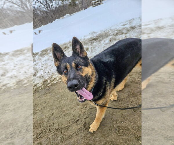 Medium Photo #4 German Shepherd Dog Puppy For Sale in Gloversville, NY, USA