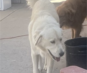 Father of the English Cream Golden Retriever puppies born on 06/03/2025