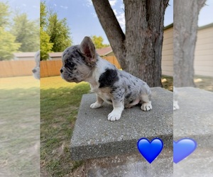 French Bulldog Puppy for sale in HUTCHINSON, KS, USA