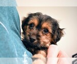 Small Photo #2 Maltese Puppy For Sale in IRVINE, CA, USA