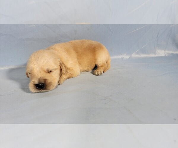 Medium Photo #3 Golden Retriever Puppy For Sale in FALCON, CO, USA