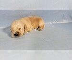 Small #2 Golden Retriever