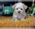 Small #11 Morkie