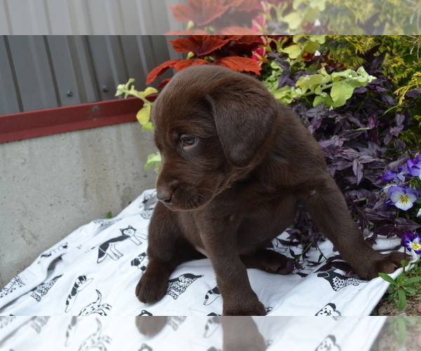 Medium Photo #13 Labrador Retriever Puppy For Sale in GREENWOOD, WI, USA