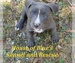 Small #18 American Pit Bull Terrier