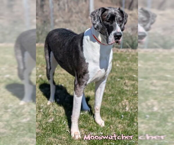Medium Photo #4 Great Dane Puppy For Sale in Bullard, TX, USA