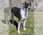 Small #3 Great Dane