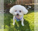 Small #9 Bichon Frise