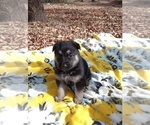 Small Photo #8 German Shepherd Dog Puppy For Sale in FRANKLIN, GA, USA
