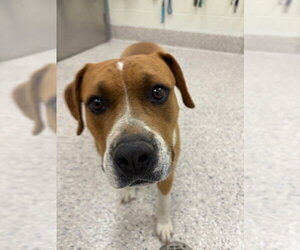 Mutt Dogs for adoption in Brighton, CO, USA