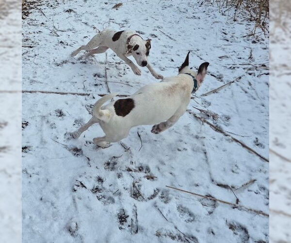 Medium Photo #3 Beagle-Unknown Mix Puppy For Sale in Techny, IL, USA