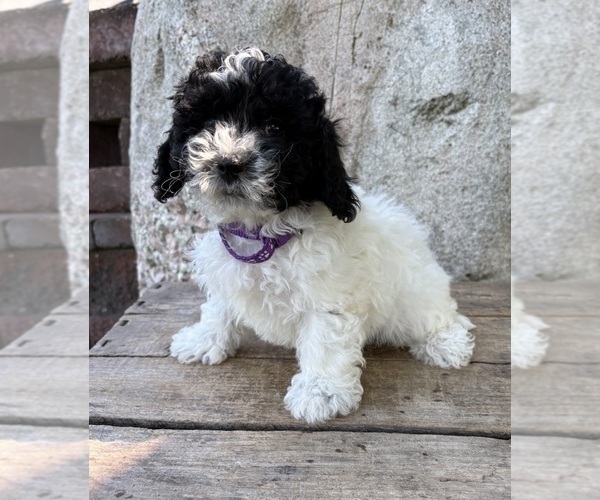 Medium Photo #4 Havapoo Puppy For Sale in MIDDLEBURY, IN, USA