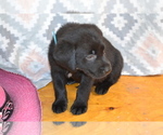 Small #1 Labrador Retriever