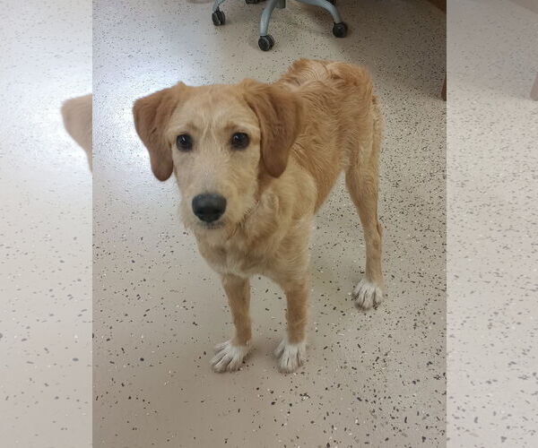 Medium Photo #5 Labrador Retriever-Unknown Mix Puppy For Sale in York, SC, USA