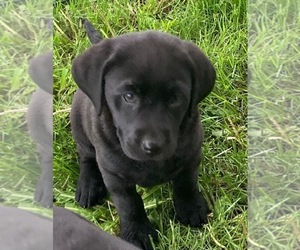 Labrador Retriever Puppy for sale in DOWNING, WI, USA