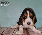 Puppy Becky Basset Hound