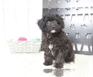 Poovanese Puppy for sale in MARIETTA, GA, USA