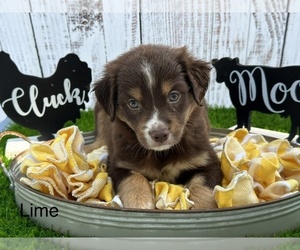 Miniature Australian Shepherd Puppy for Sale in WILLISTON, Florida USA