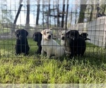 Small #1 Labrador Retriever