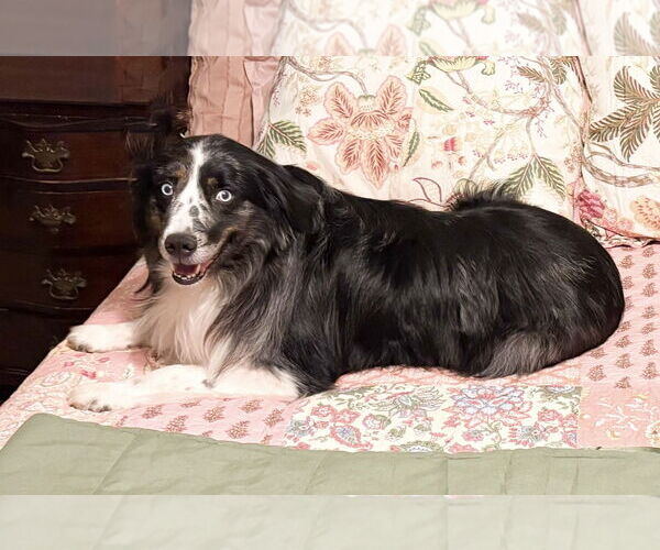 Medium Photo #3 Australian Shepherd Puppy For Sale in Dallas, TX, USA